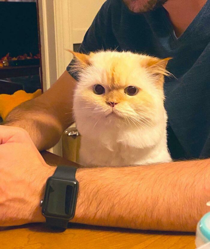 45 Pics Of Cats Moments Before They’re About To Attack Their Owners