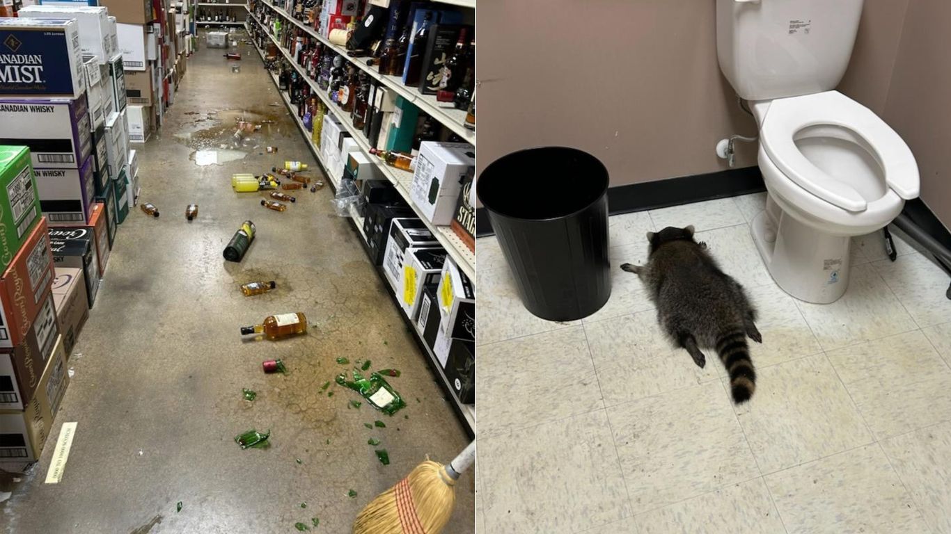 Raccoon gets drunk at Ashland ABC store and passes out in bathroom