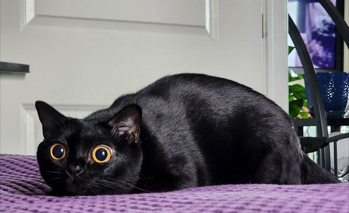 45 Pics Of Cats Moments Before They’re About To Attack Their Owners
