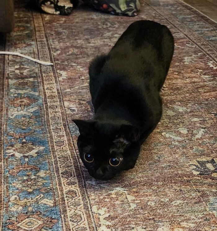 45 Pics Of Cats Moments Before They’re About To Attack Their Owners