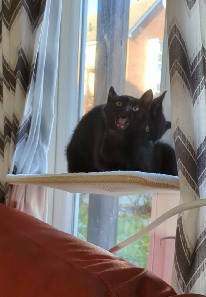 45 Pics Of Cats Moments Before They’re About To Attack Their Owners