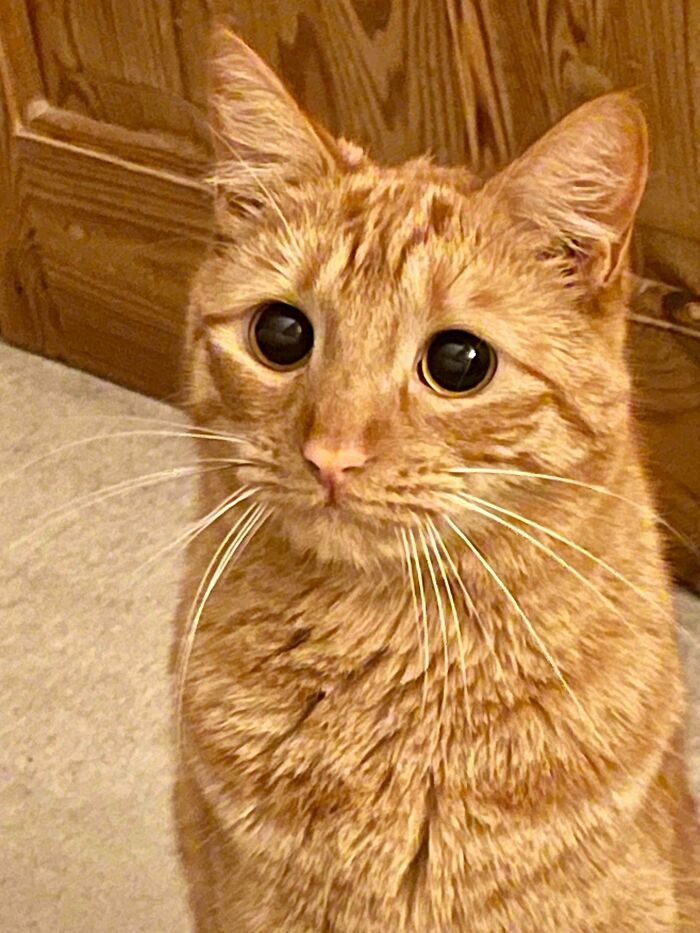 45 Pics Of Cats Moments Before They’re About To Attack Their Owners