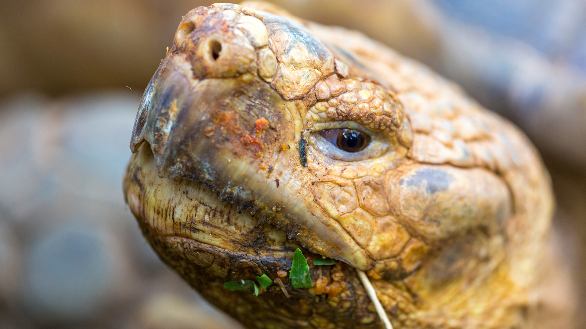 The Slowest Animal With the Craziest Life | Animal Empires