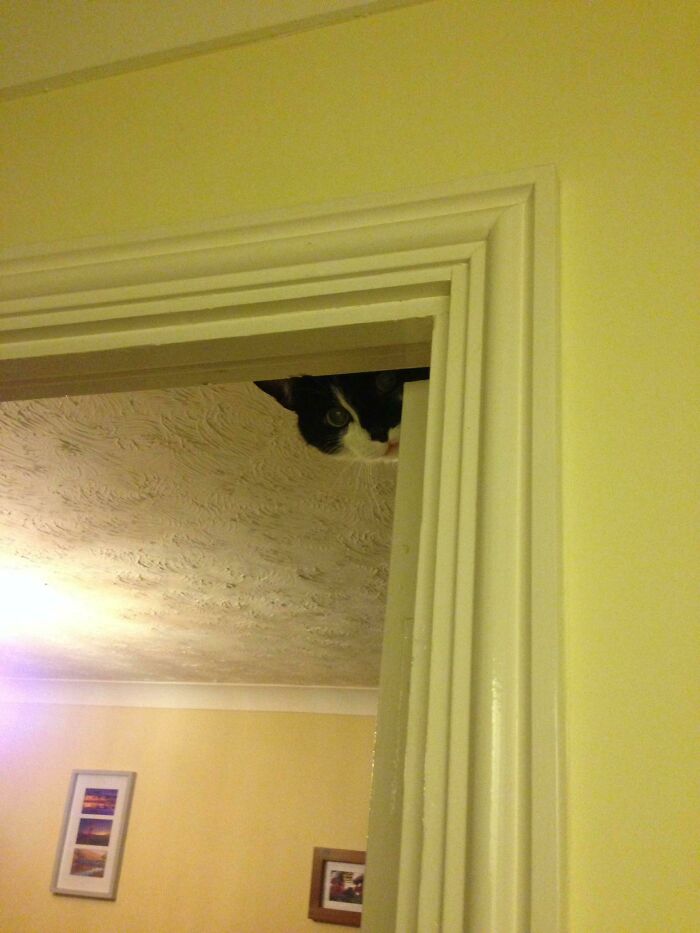 45 Pics Of Cats Moments Before They’re About To Attack Their Owners