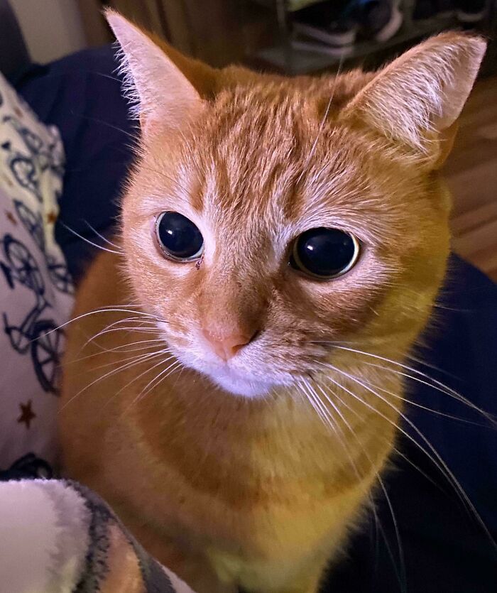45 Pics Of Cats Moments Before They’re About To Attack Their Owners