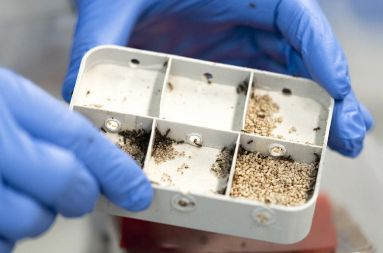 Ant brood signal deadly infection in altruistic self-sacrifice