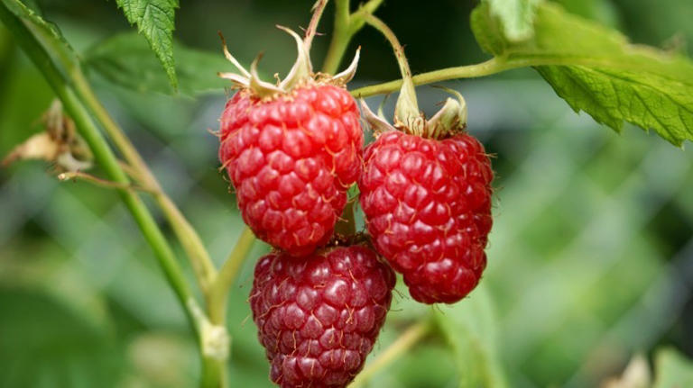 16 Plants To Avoid Growing Next To Your Blueberries At All Costs