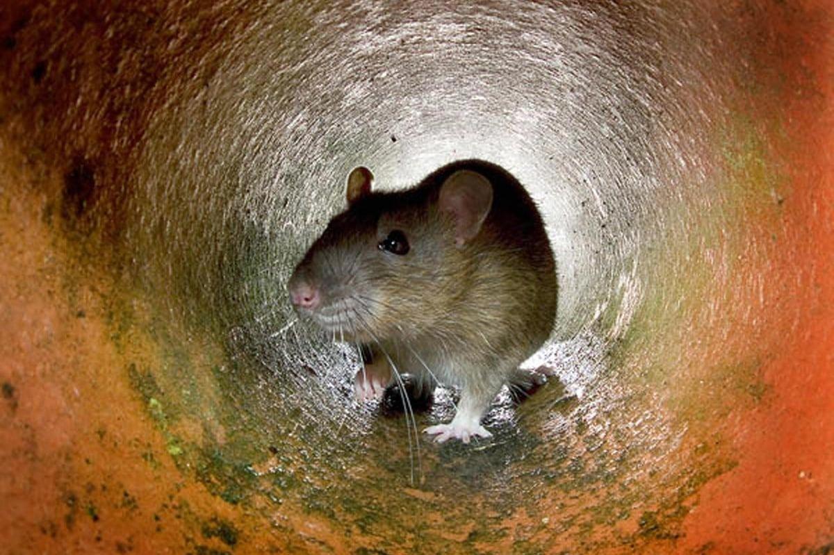 Broadband services restored in Doncaster after rats chewed through cables