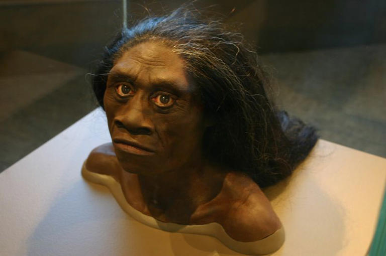 Could the Real-Life “Hobbit” Still Be Alive? 15 True Facts About Homo ...