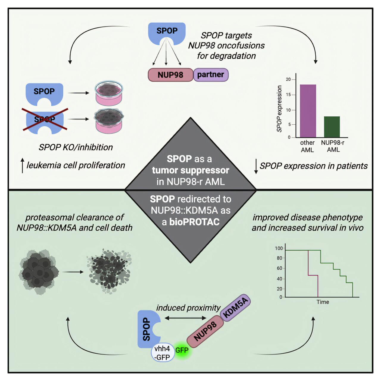 Stop through SPOP: Researchers develop strategy against aggressive ...
