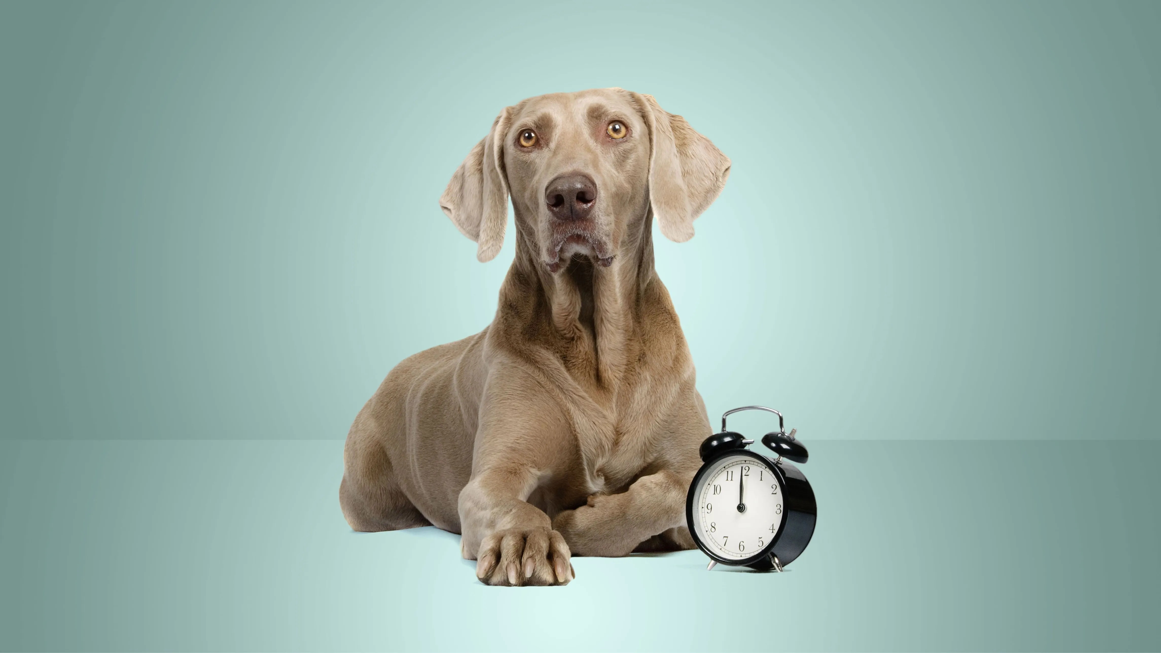 Pet insurance waiting periods: timelines & waivers