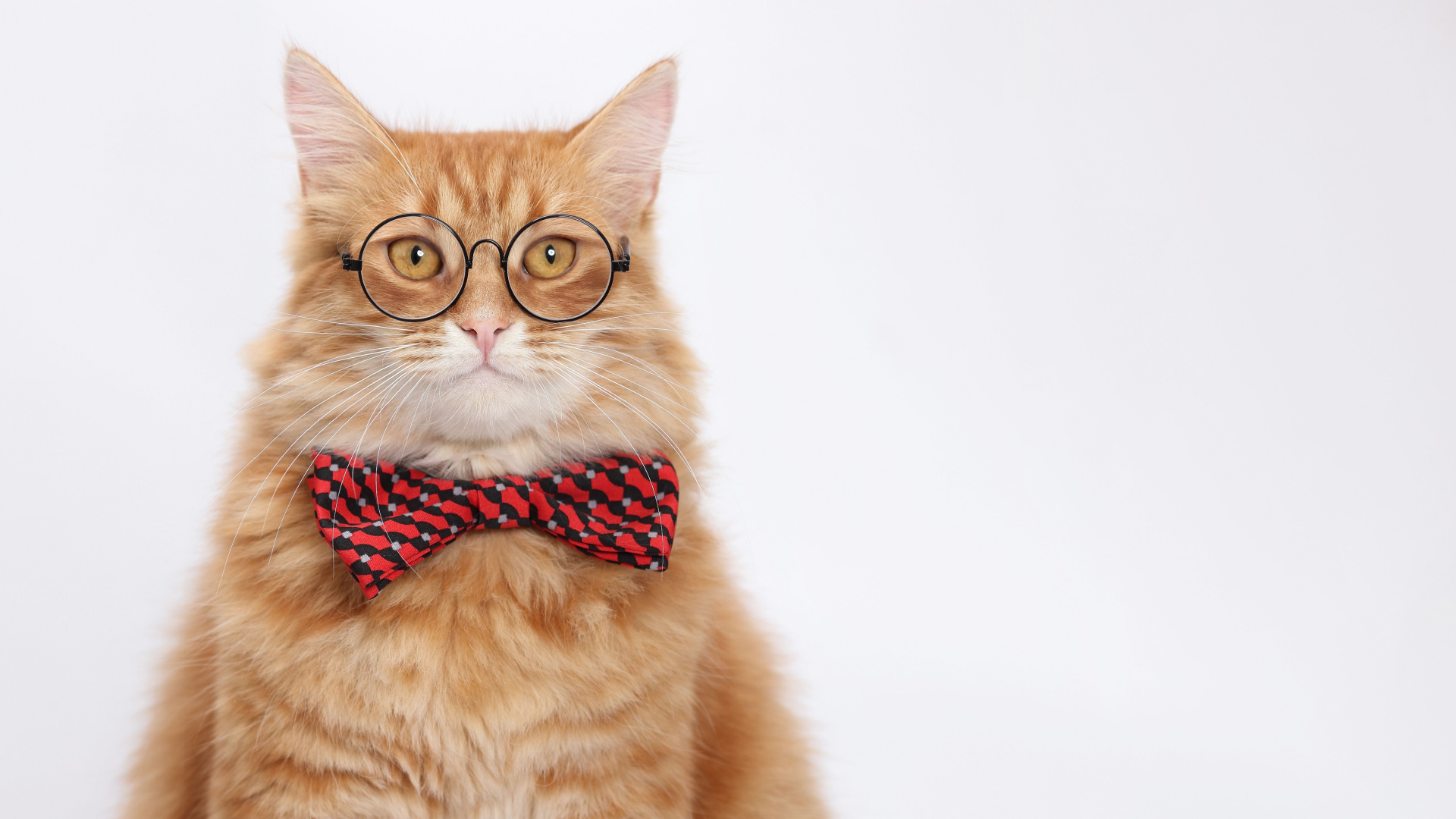 7 Subtle Signs Your Pet Is Smarter Than You Think And How To Stimulate ...