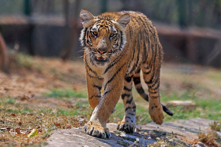 $50 billion Tiger Global is returning to its concentrated, 'high ...