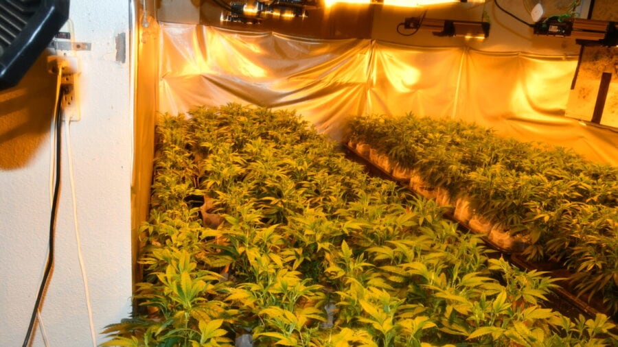 Pierce County deputies bust family-run illegal marijuana grow operation ...