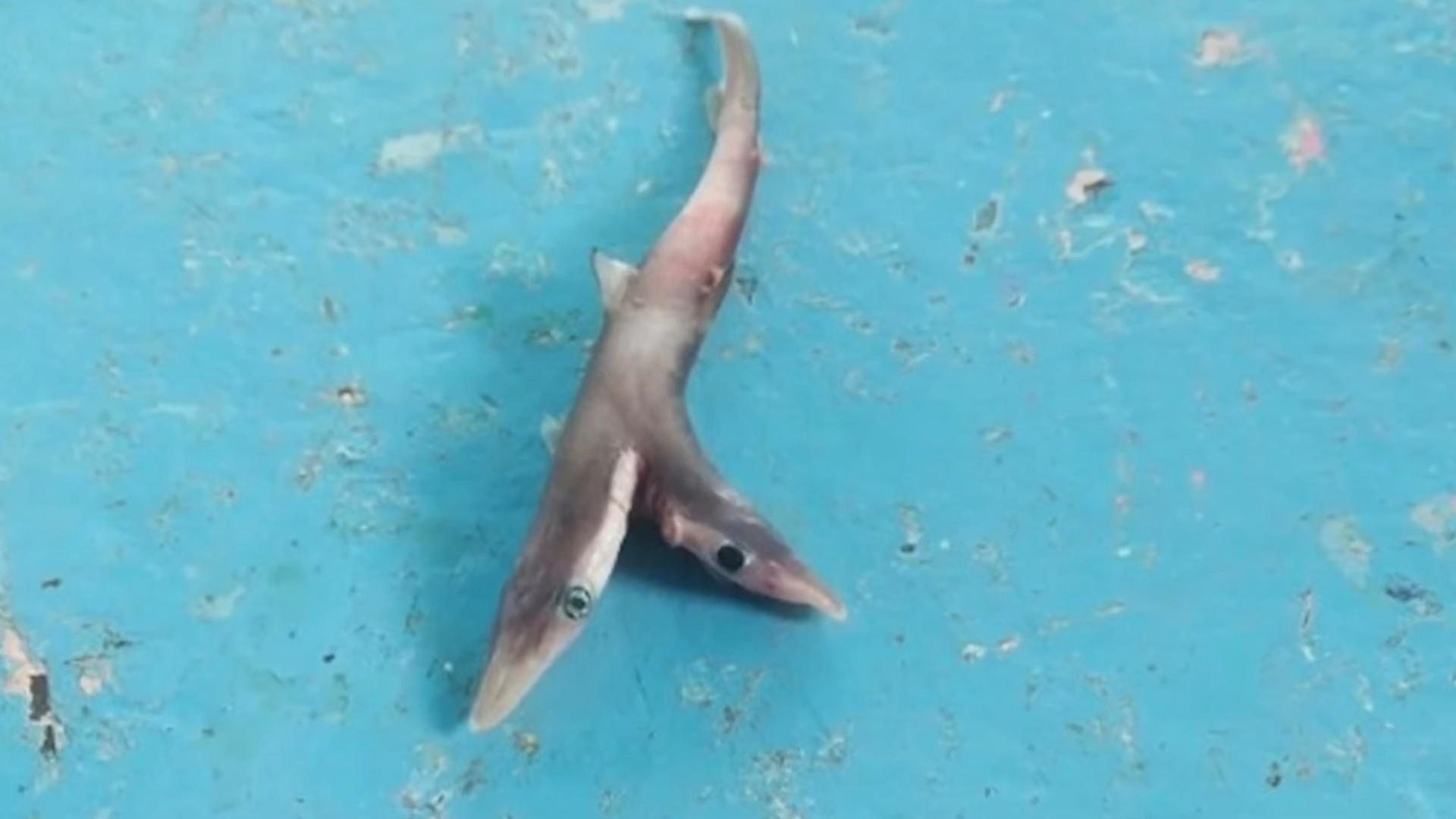 How the bizarre rise of two-headed sharks started in India