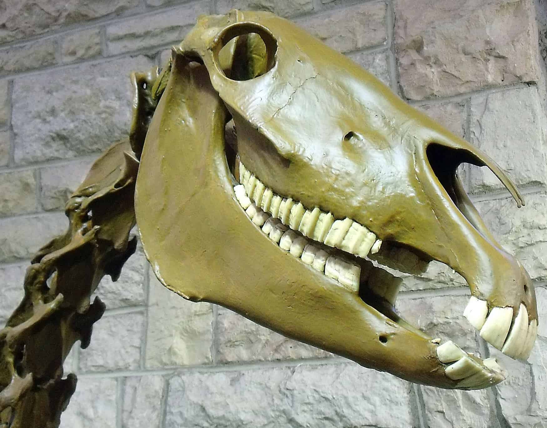Fossils reveal that ancient horses were huge
