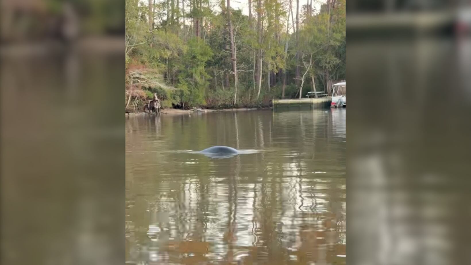 Watch: Manatee sighting reported by fisherman at Gulfport Lake