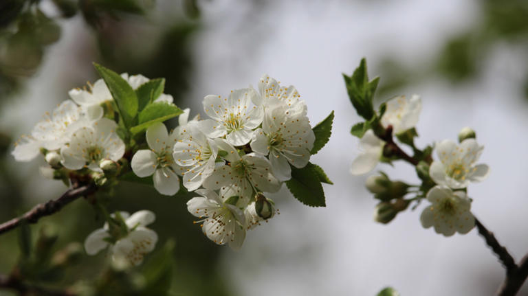 9 compact cherry tree varieties that will thrive in your small garden