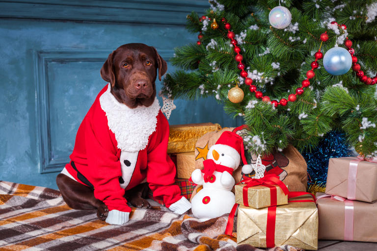 Labrador waits next to Christmas stocking, what he remembers melts hearts