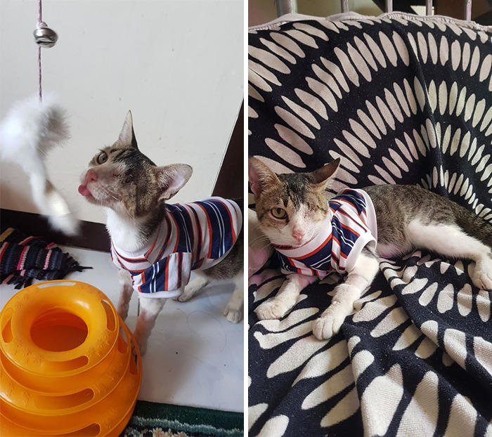 37 of the best ‘my house, not my cat’ moments that have ever happened ...