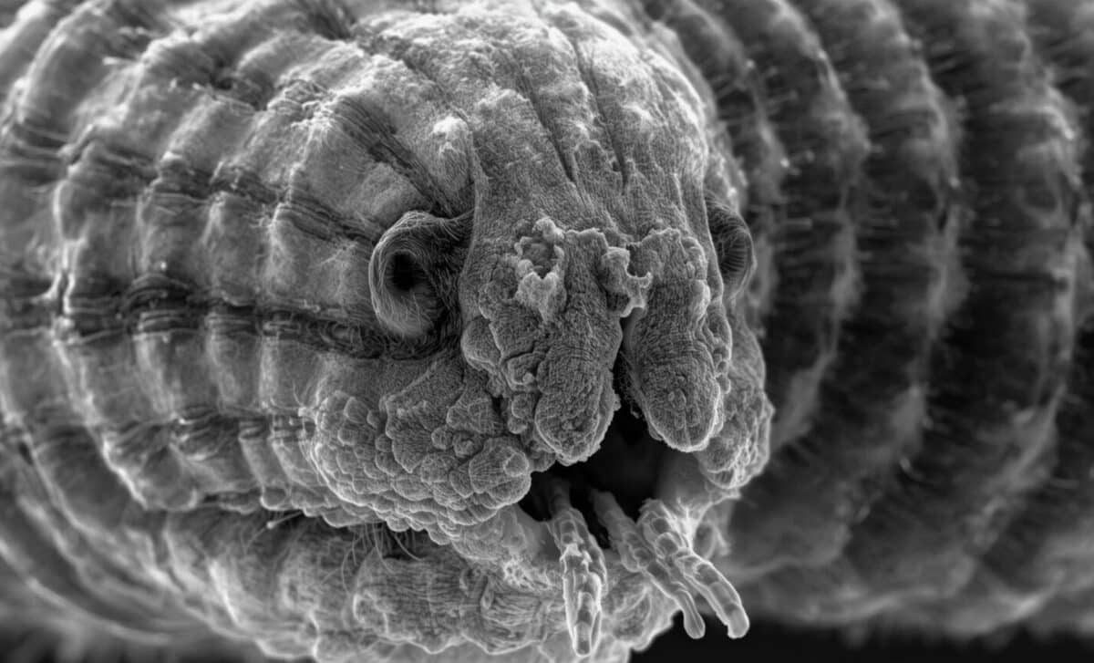 Frozen creature comes back to life after 46,000 years and picked up ...