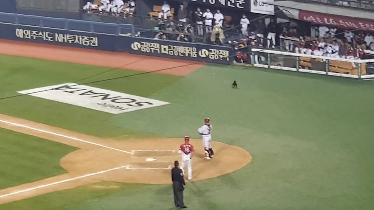 Baseball game interrupted by furry pitch invader in happy moment