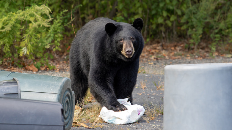 Things that are attracting bears to your yard