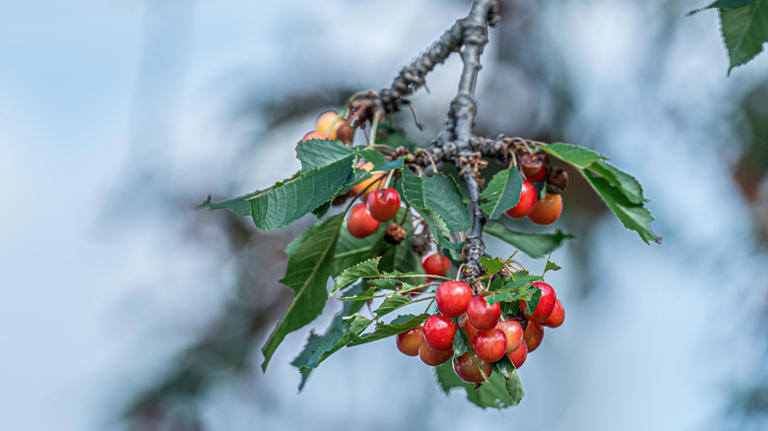 9 compact cherry tree varieties that will thrive in your small garden