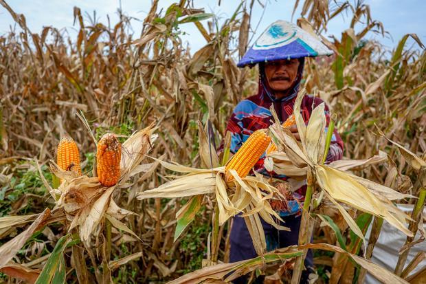 Kemenkeu: Ketahanan Pangan Jaga Stabilitas Negara