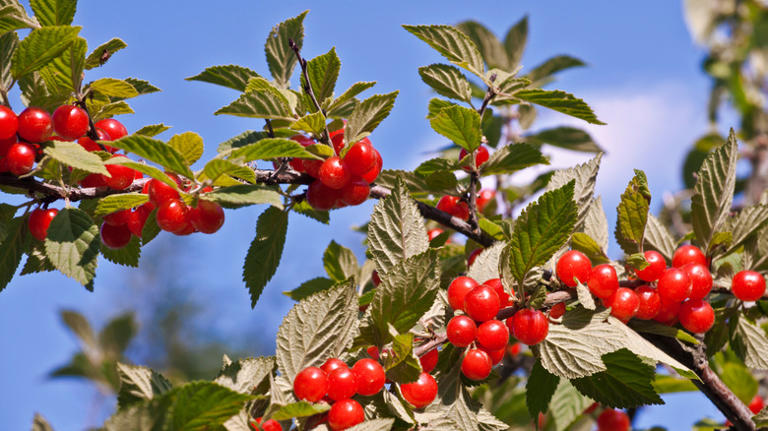 Cherry bush vs cherry tree: Only one is better suited to grow in colder ...