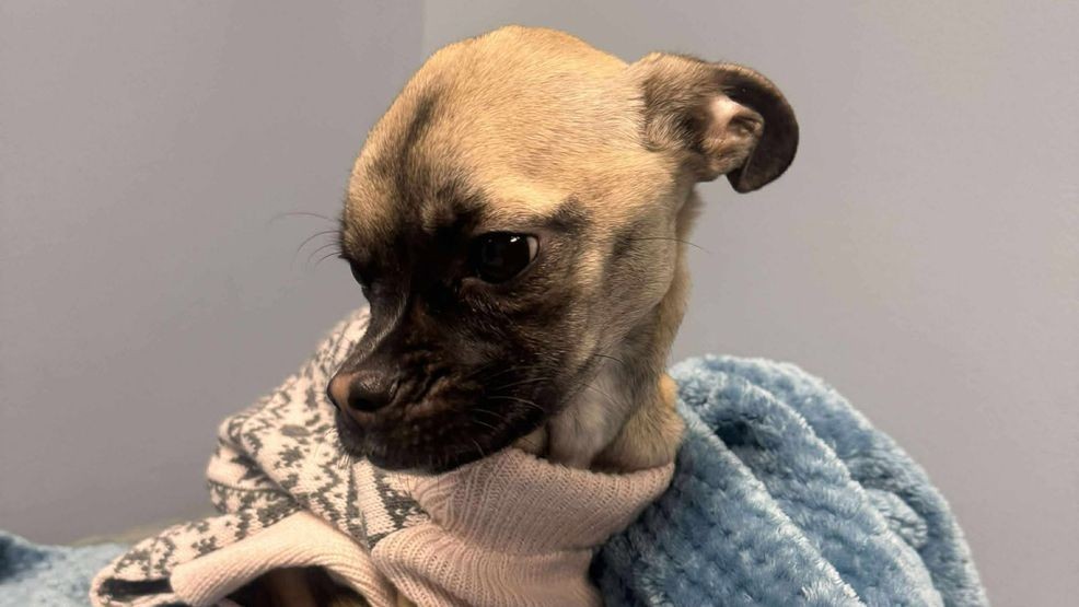 Police identify Taunton man charged with animal cruelty after traffic stop