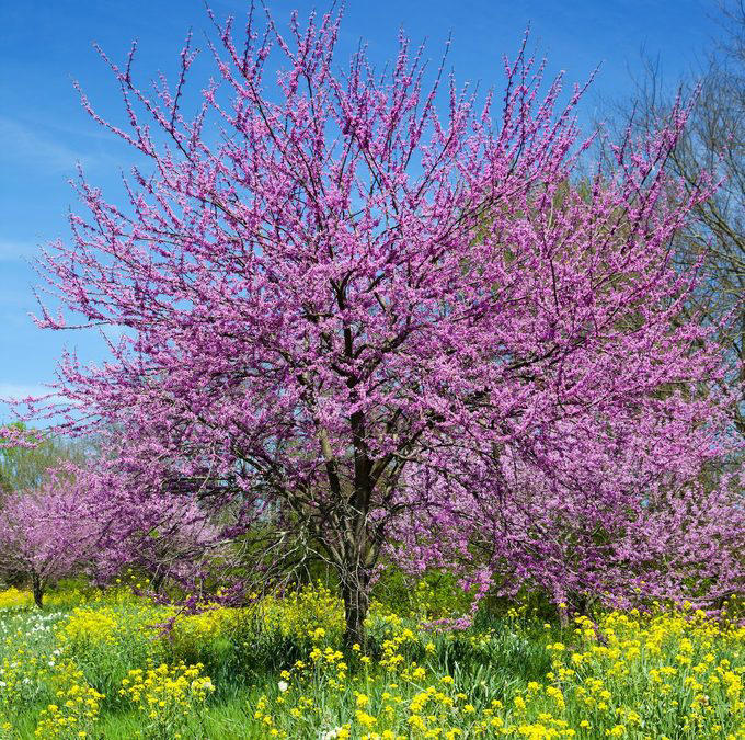 9 pretty flowering trees for your backyard