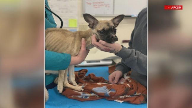 Police identify Taunton man charged with animal cruelty after traffic stop