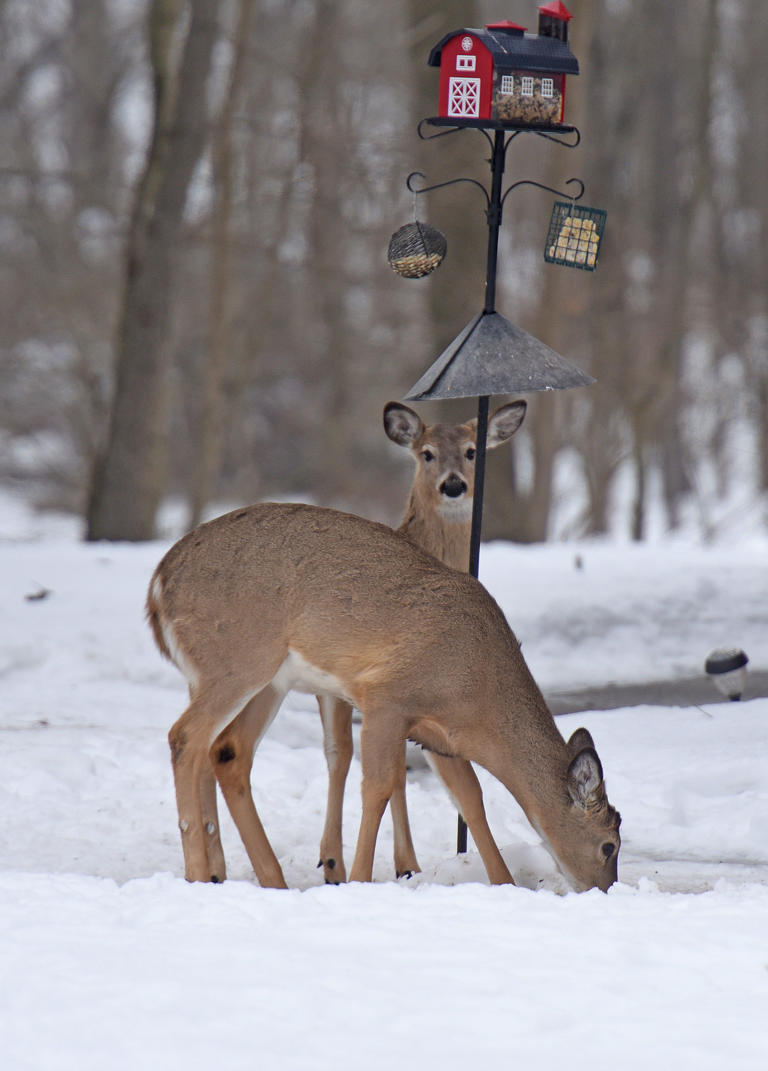 when-does-gun-season-return-best-ohio-counties-for-deer-hunting-2025