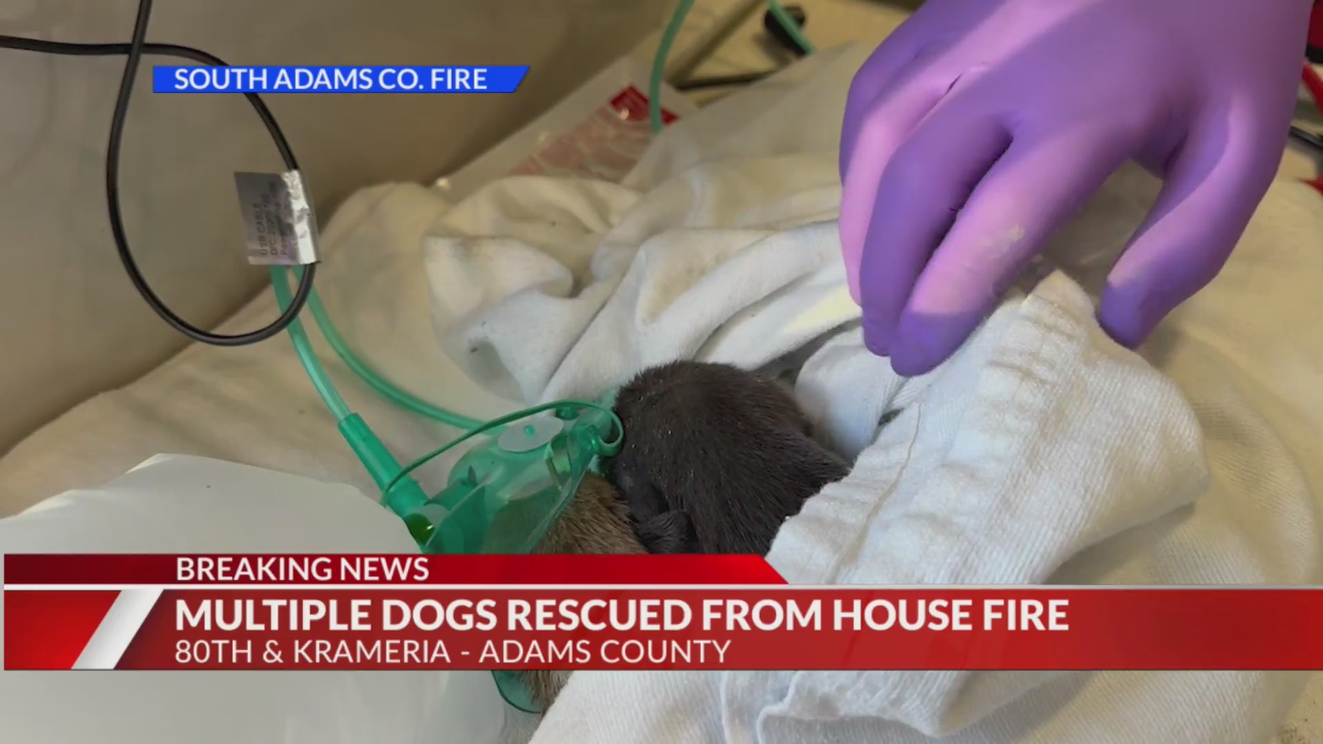 2 taken to hospital, several dogs rescued in Adams County house fire
