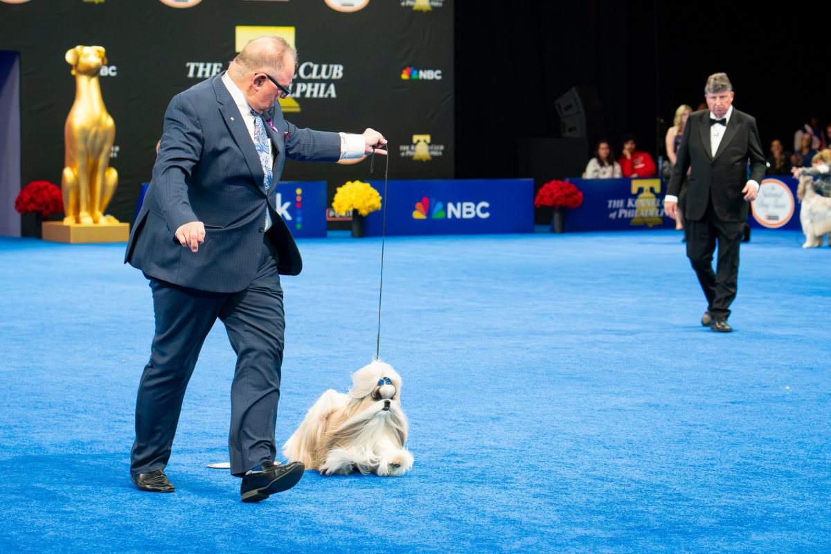 Inside the National Dog Show: My day with 2,000 tail-wagging stars