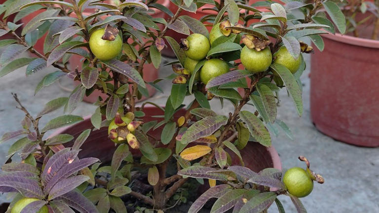 The fast-growing fruit tree that will thrive on your patio