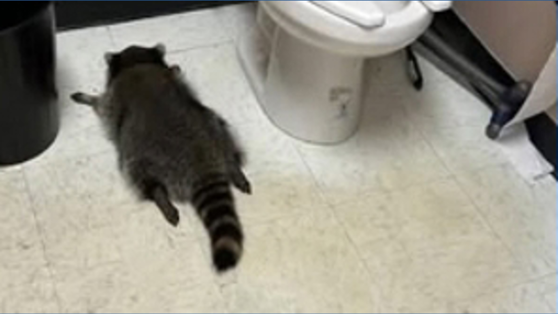 Trashed panda turns star | Drunk raccoon now raising big bucks for ...