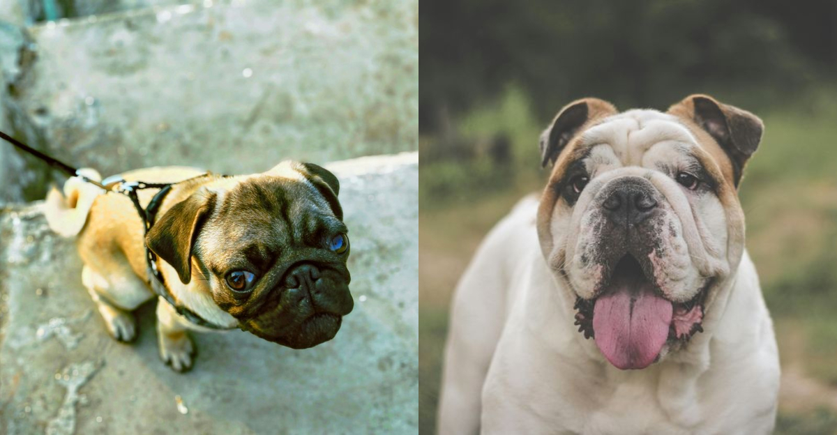 8 dog breeds that are surprisingly cheap to own and 5 that could drain