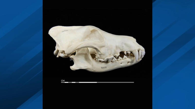 Evidence of rare wild gray wolf found in Northeast