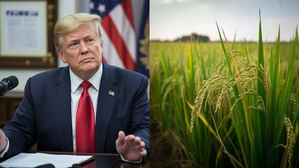 Trump hints at tariffs on Indian rice: Is basmati replaceable? Health ...