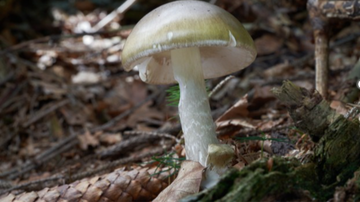 Hear warnings, update of deadly death cap mushroom poisoning in California