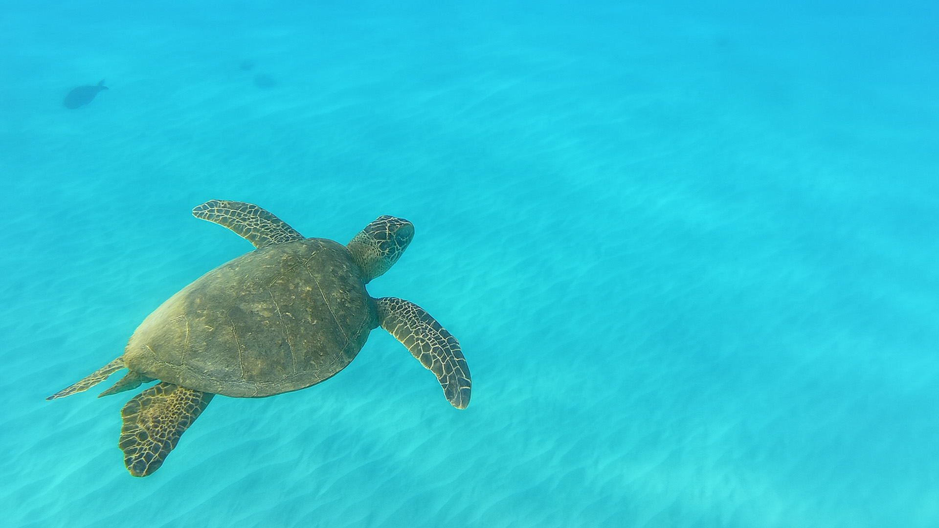 Sea turtle in crystal blue water