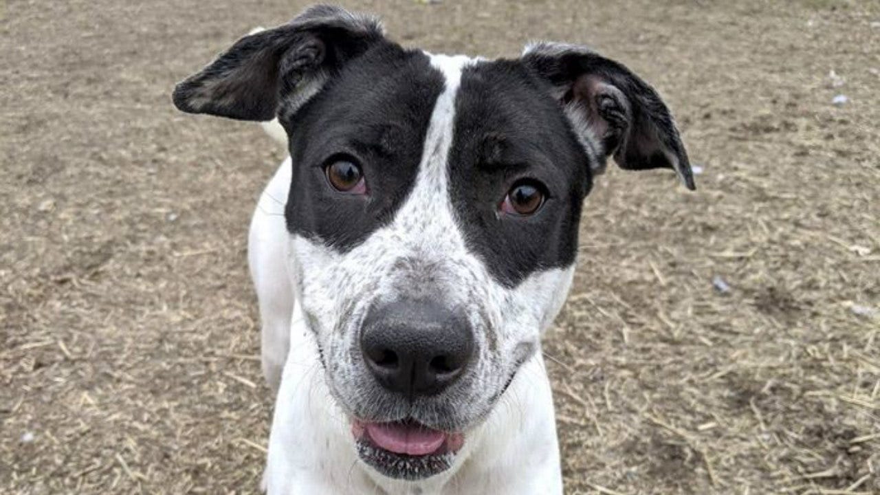 Woman arrested for animal cruelty in Sonoma County, animal services ...