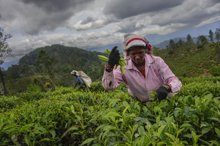 Like wastelands: Sri Lanka tea plantations suffer Cyclone Ditwah’s wrath