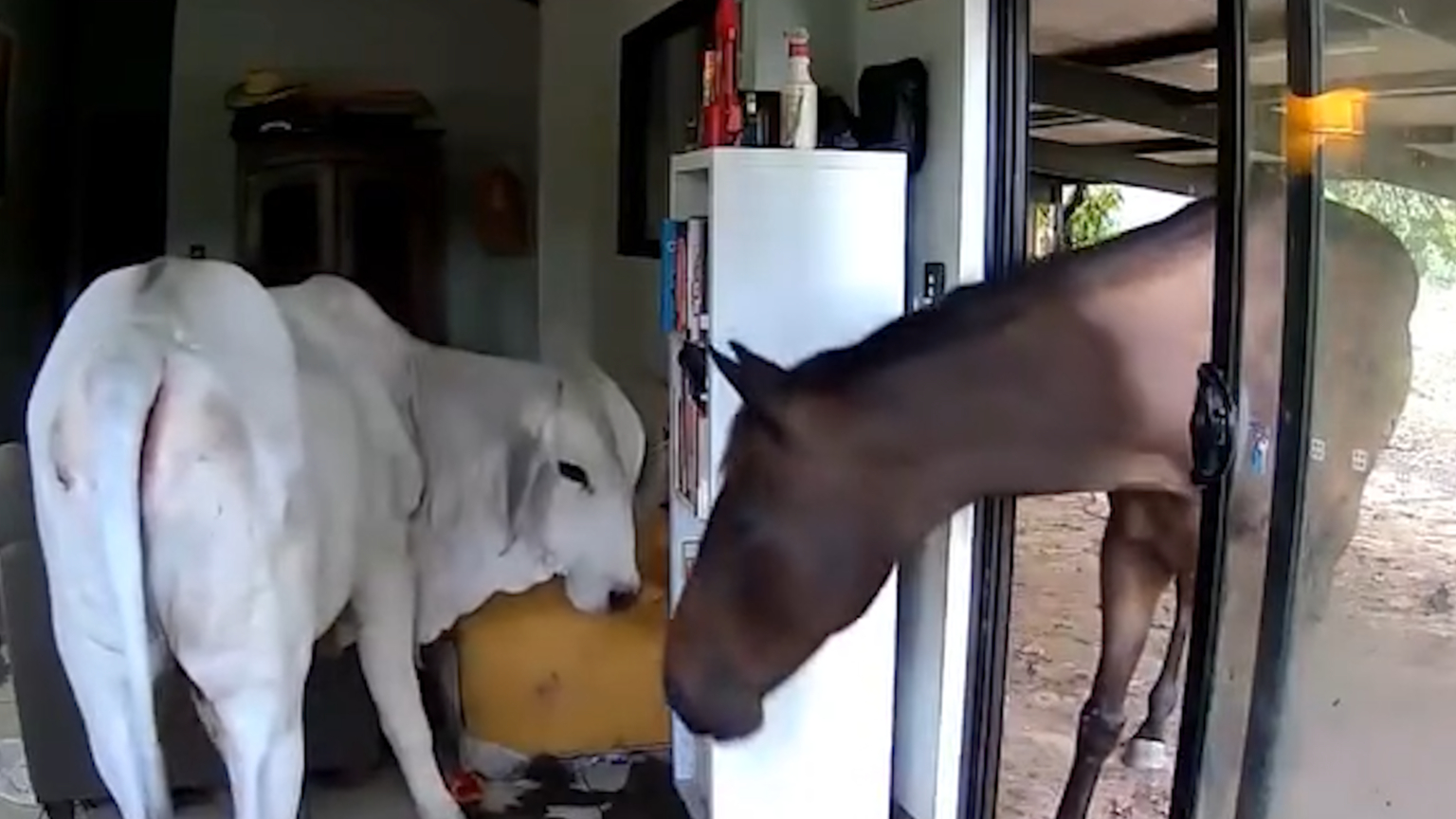 Bull and horses caught wandering into the home of Aussie politician