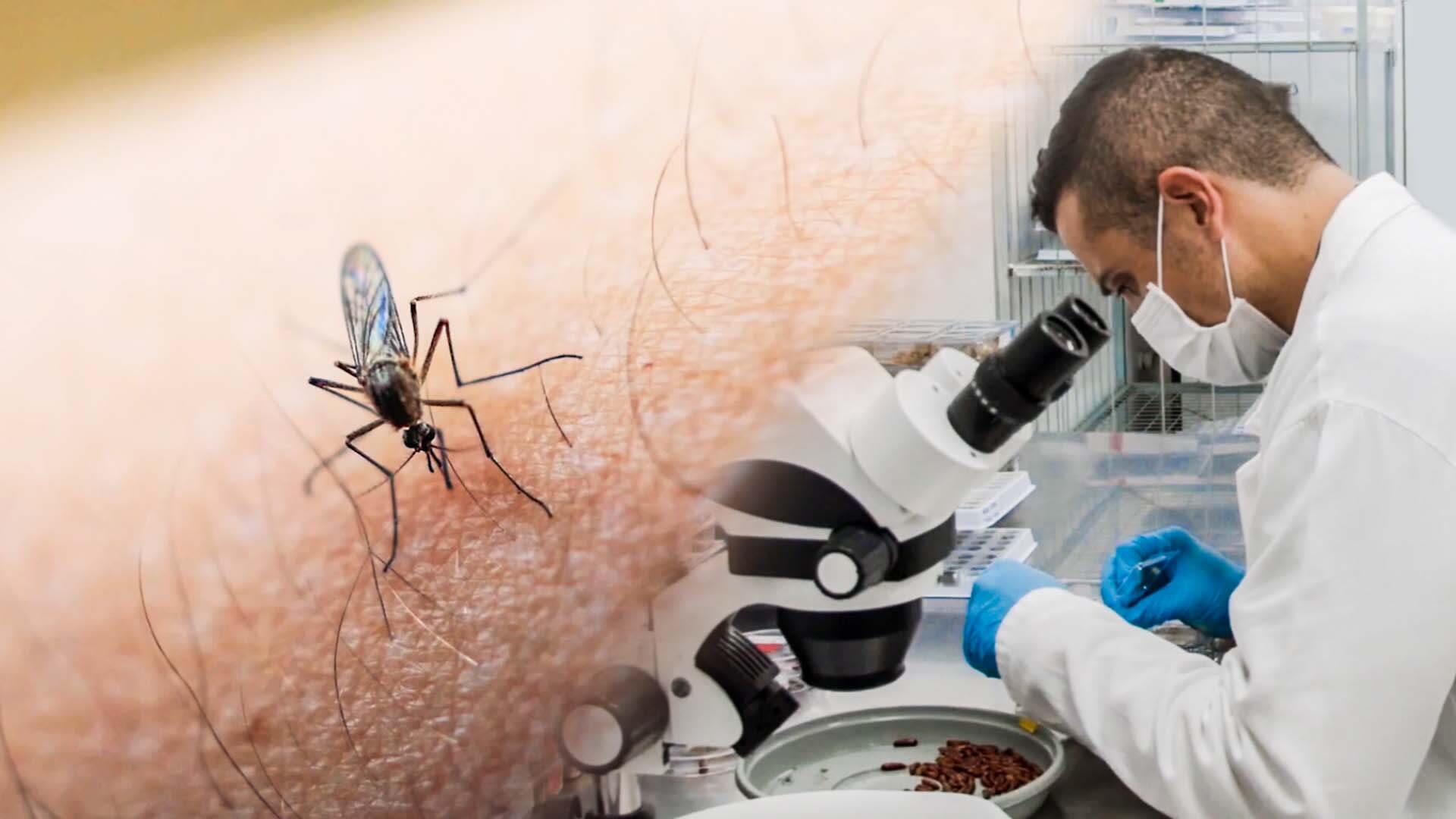The science behind genetically modified mosquitoes