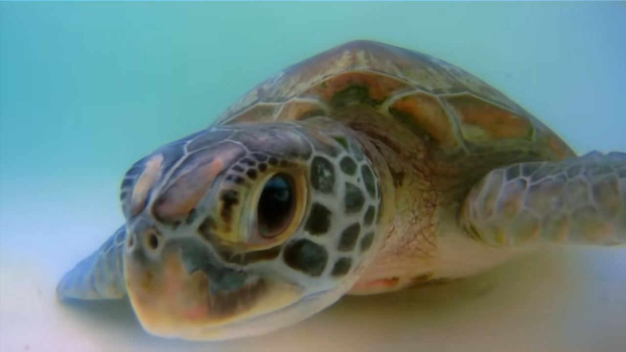 Why a broken shell turns into a life-or-death situation for turtles
