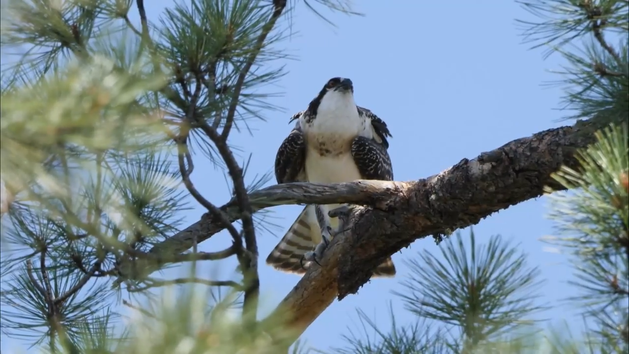 The picky birds that force caretakers to rethink nutrition every day
