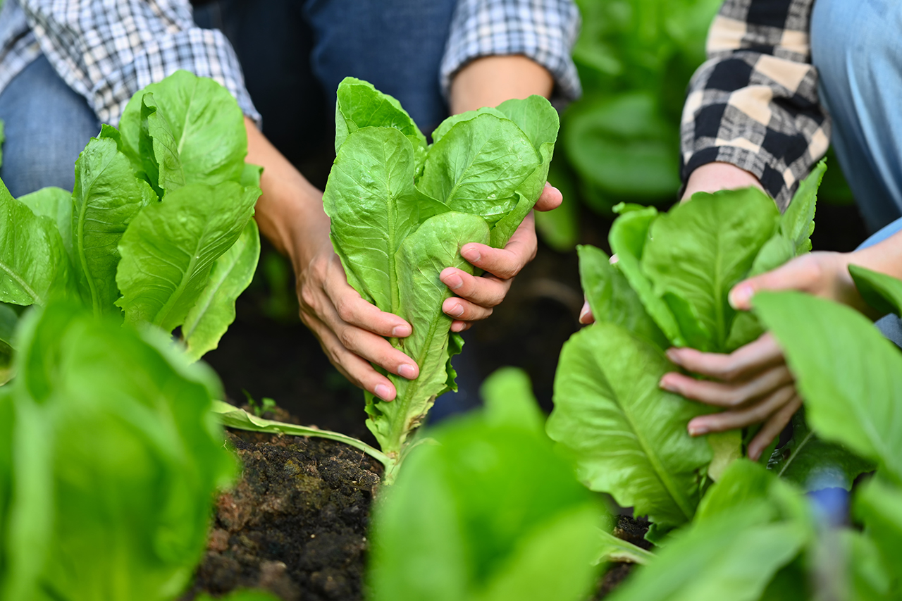 Planter des salades d'hiver à repiquer conseils et astuces — free download